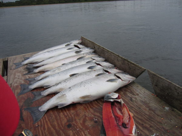 Wildlachs Alaska - Image 4